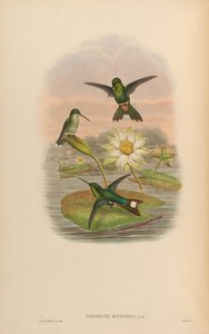 Urosticte ruficrissa de John Gould
